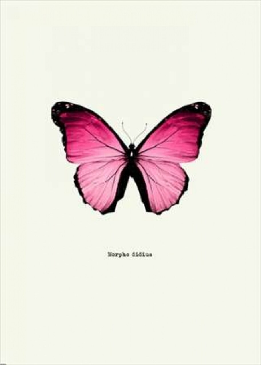 Pink Butterfly Poster Print by GraphINC - Item # VARPDXIN318884